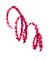 オレンジ