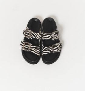 03: zebra